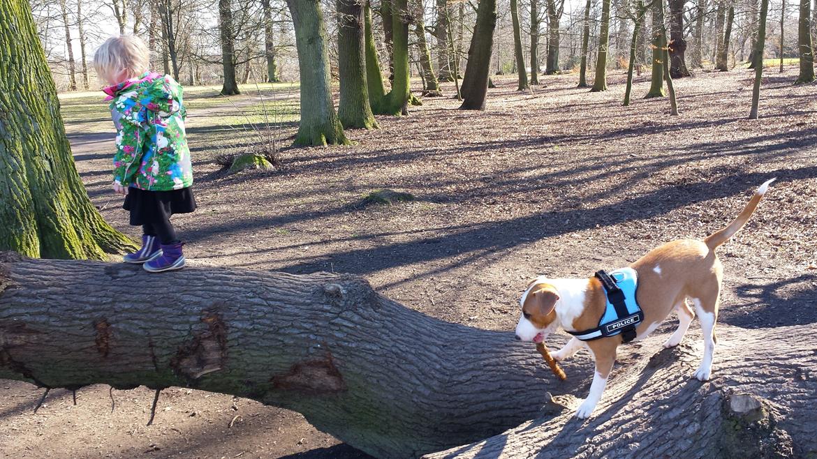 Blanding af racer Vega billede 45