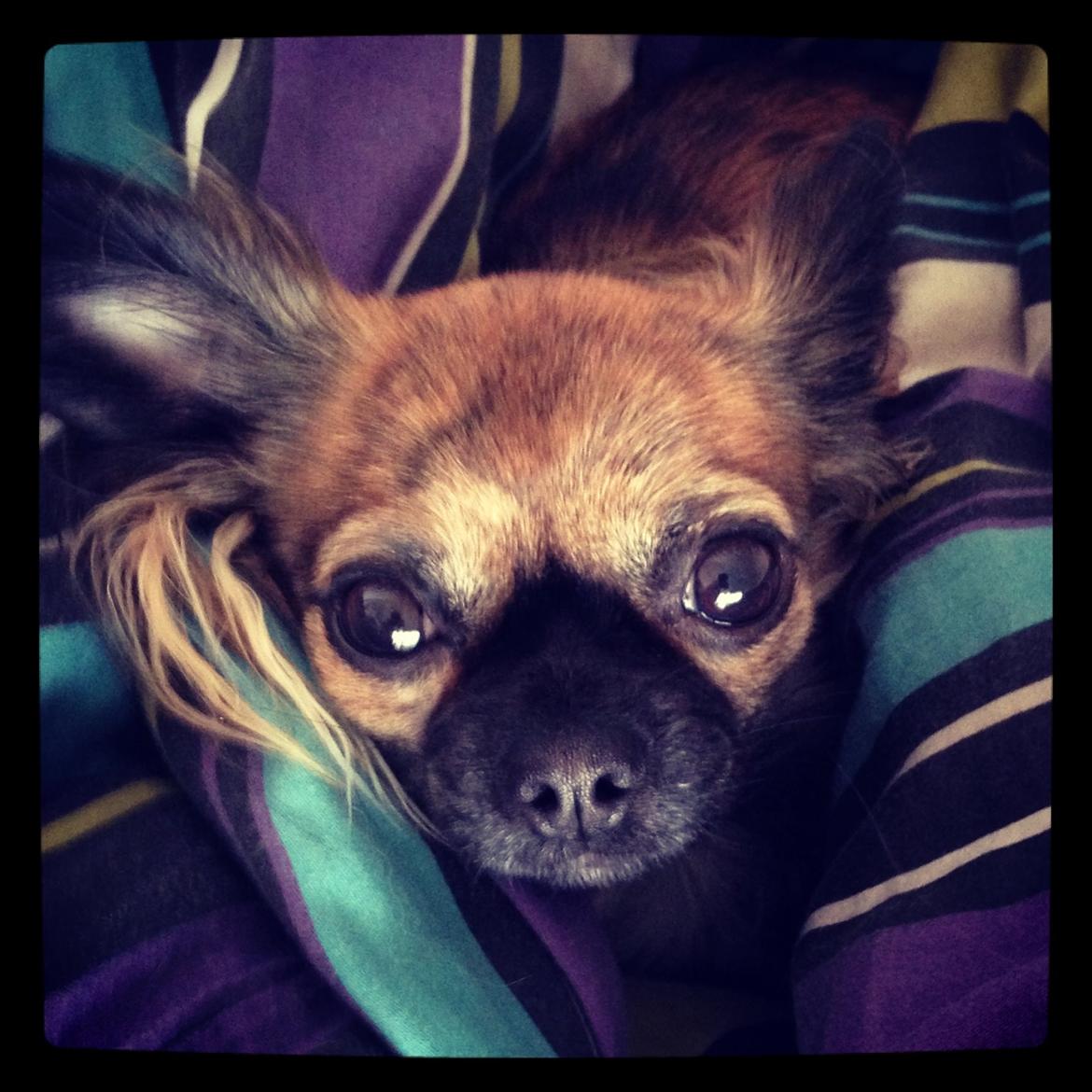 Chihuahua Cassey billede 1