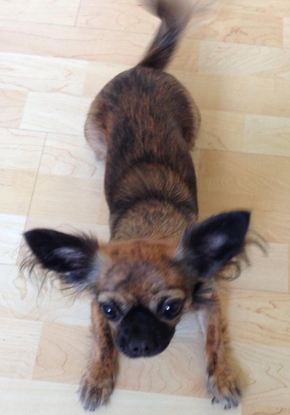 Chihuahua Cassey billede 2