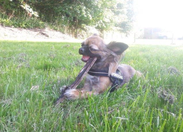 Chihuahua Cassey billede 3