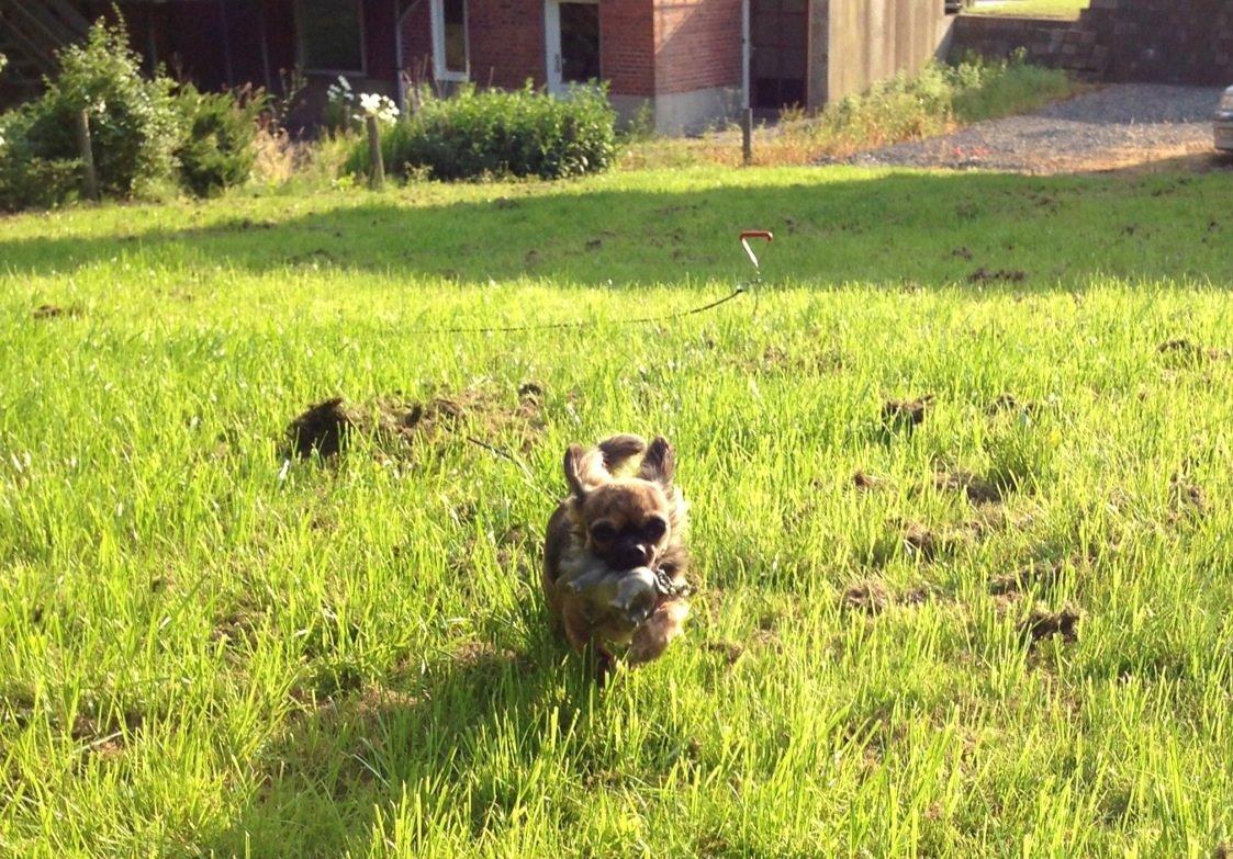 Chihuahua Cassey billede 4