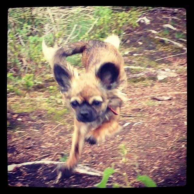 Chihuahua Cassey billede 5