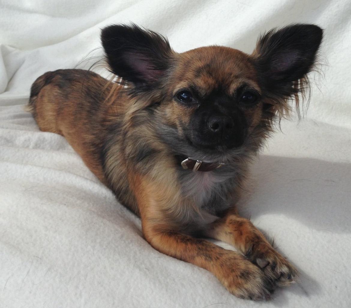 Chihuahua Cassey billede 6