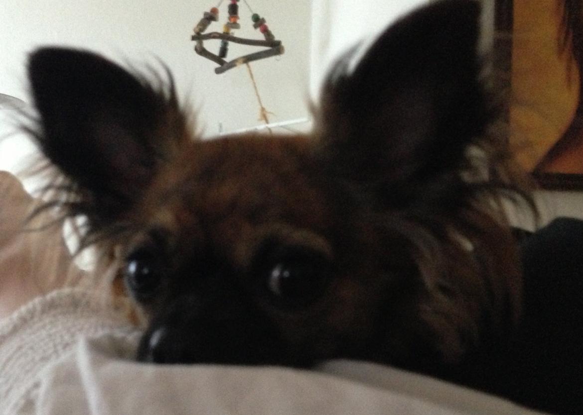 Chihuahua Cassey billede 7