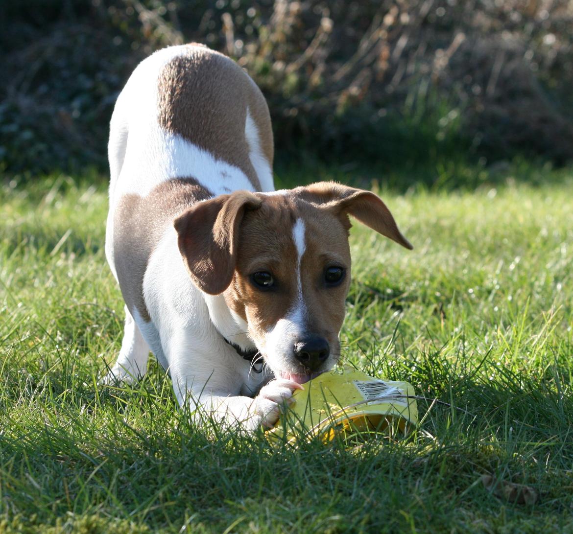 Dansk svensk gaardhund Sørøver Zallie - 12 marts. fint vejr og vi var i haven. billede 19