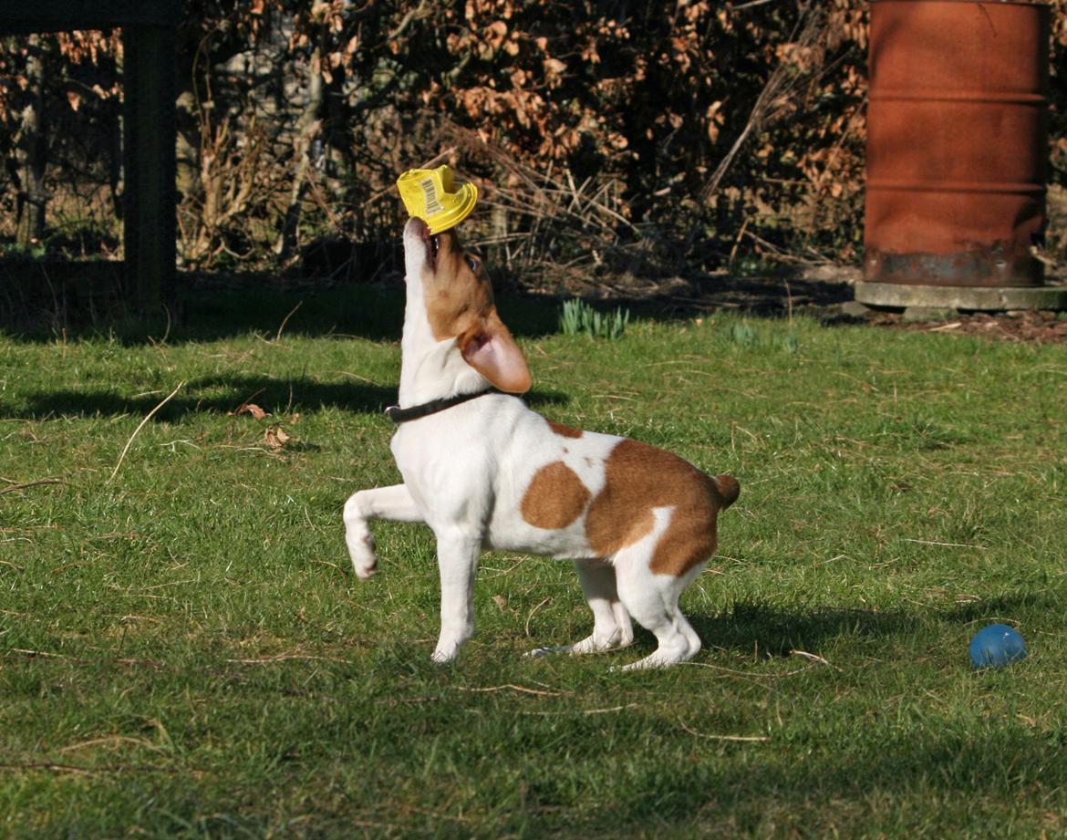 Dansk svensk gaardhund Sørøver Zallie - Helle ordnede planterne og Zallie potterne. billede 20