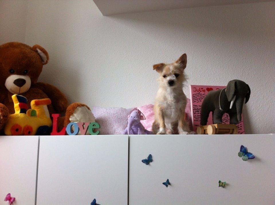 Blanding af racer Tjego (før hed han Ludvig) billede 6