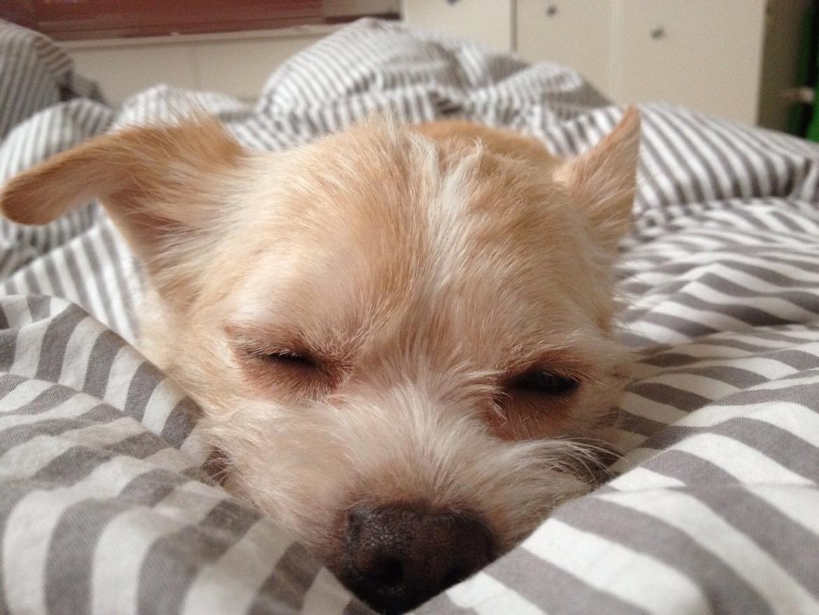 Blanding af racer Tjego (før hed han Ludvig) billede 7