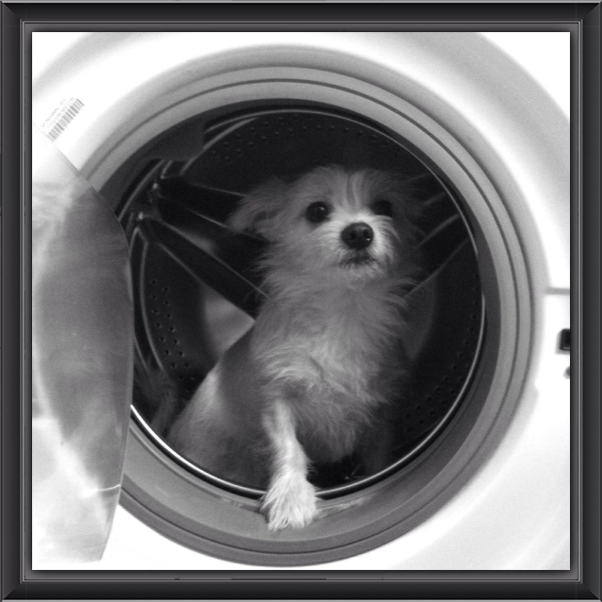 Blanding af racer Tjego (før hed han Ludvig) billede 8