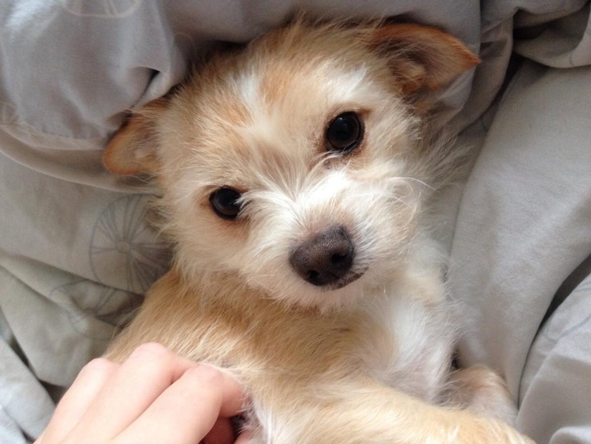 Blanding af racer Tjego (før hed han Ludvig) billede 10