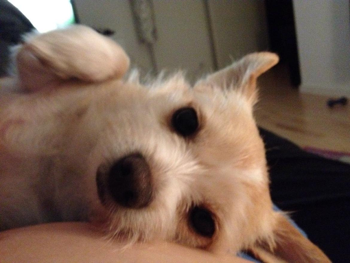 Blanding af racer Tjego (før hed han Ludvig) billede 11