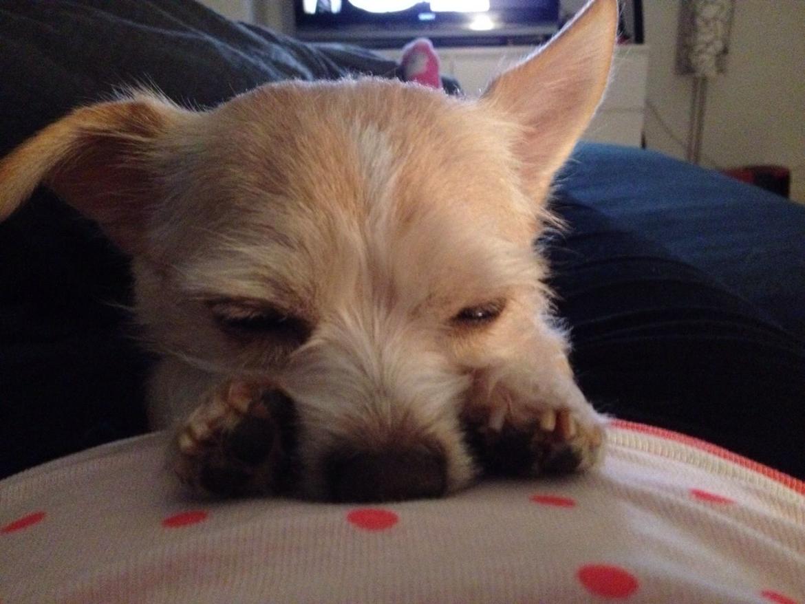 Blanding af racer Tjego (før hed han Ludvig) billede 12