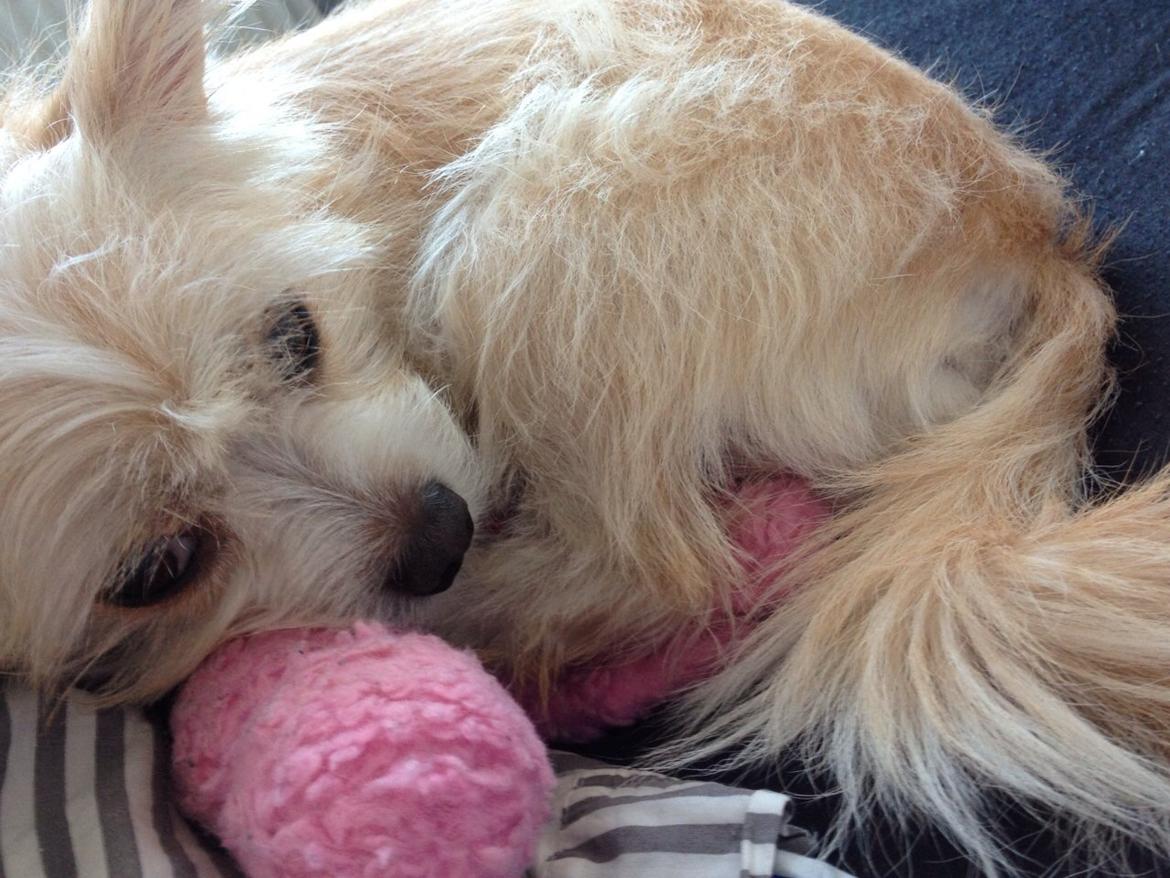 Blanding af racer Tjego (før hed han Ludvig) billede 13