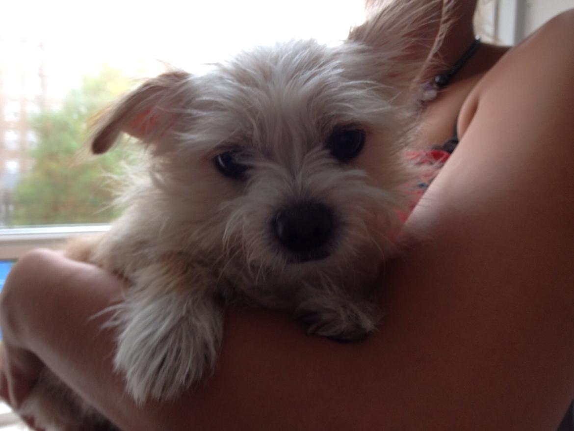 Blanding af racer Tjego (før hed han Ludvig) billede 14