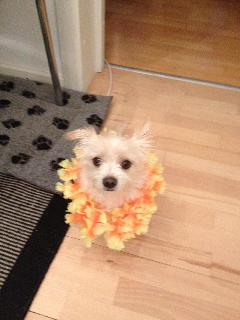 Blanding af racer Tjego (før hed han Ludvig) billede 15