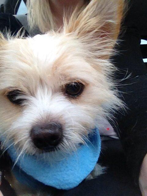 Blanding af racer Tjego (før hed han Ludvig) billede 16