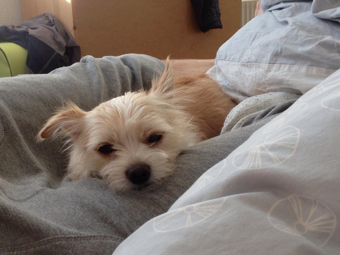 Blanding af racer Tjego (før hed han Ludvig) billede 17