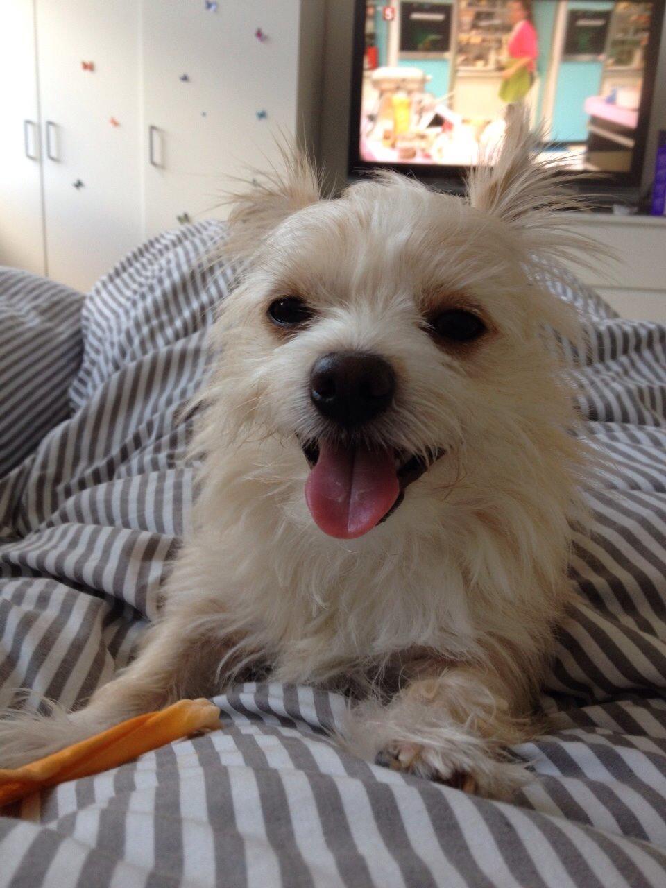 Blanding af racer Tjego (før hed han Ludvig) billede 18