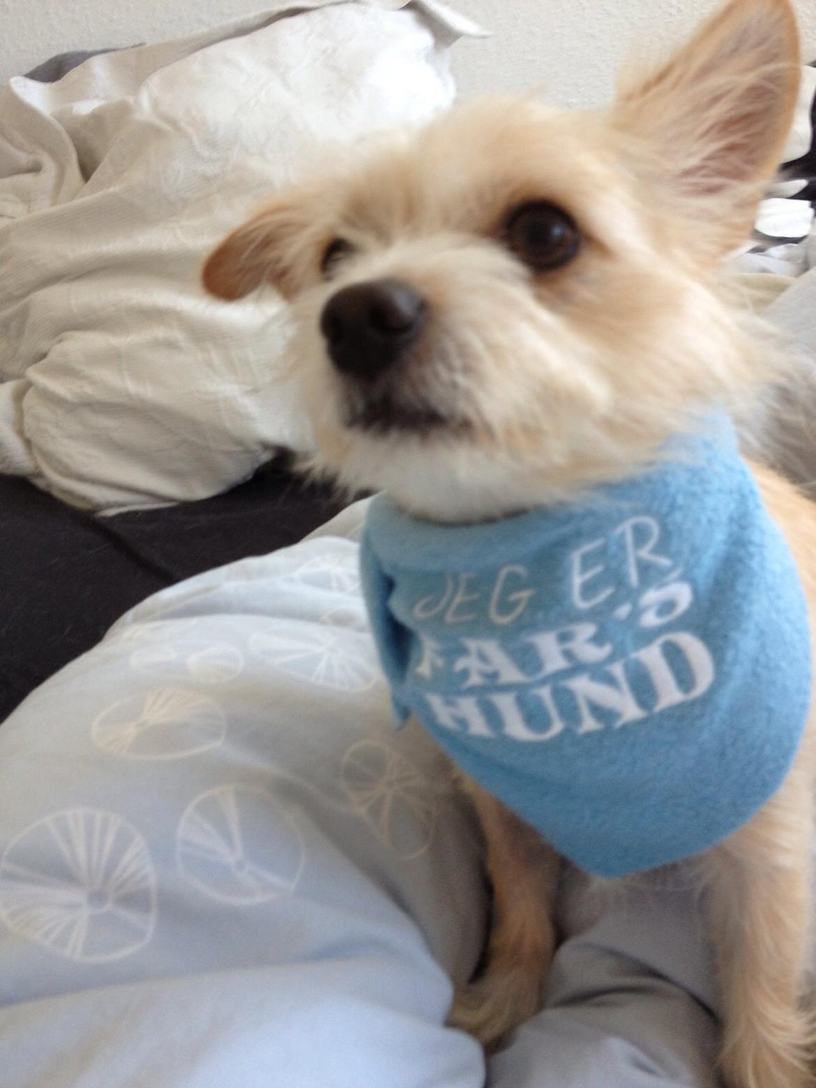 Blanding af racer Tjego (før hed han Ludvig) billede 19