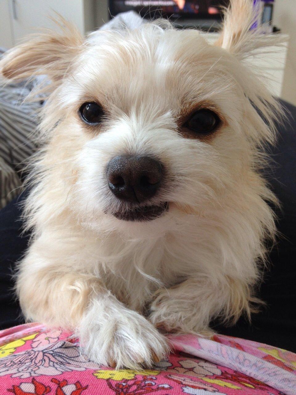 Blanding af racer Tjego (før hed han Ludvig) billede 20