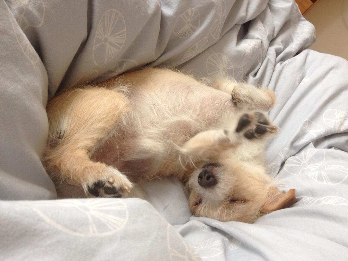 Blanding af racer Tjego (før hed han Ludvig) billede 21