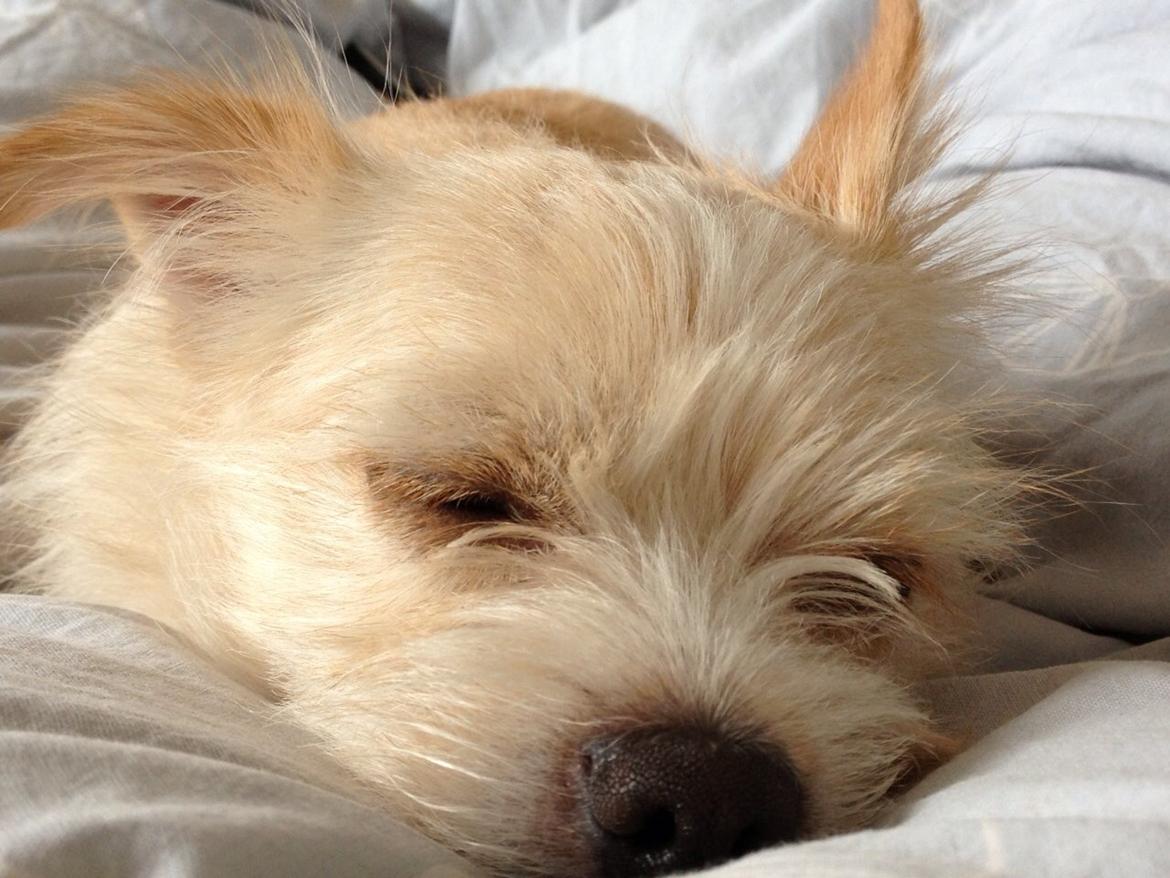 Blanding af racer Tjego (før hed han Ludvig) billede 24