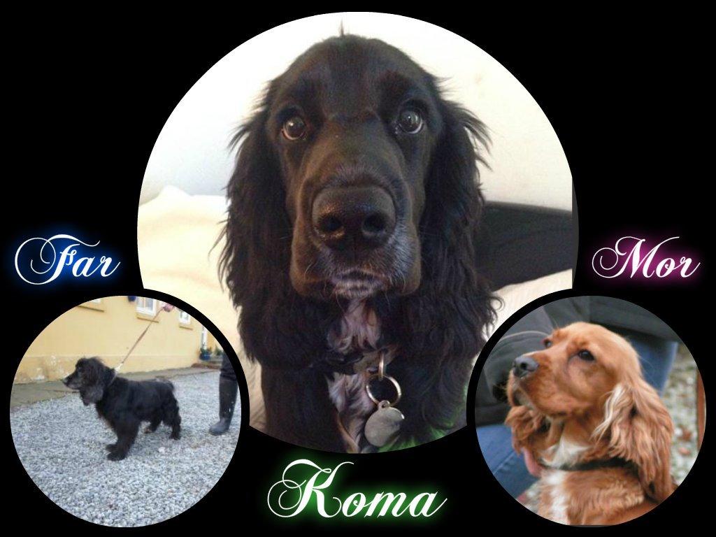 Cocker spaniel Koma - Koma  og han forældre :-) billede 33
