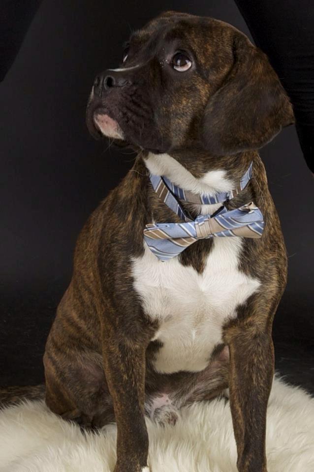 Blanding af racer Alpha (Frengle, beagle-fransk bulldog blanding) billede 4