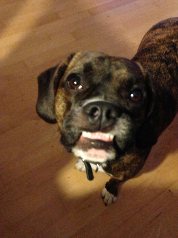 Blanding af racer Alpha (Frengle, beagle-fransk bulldog blanding) billede 10