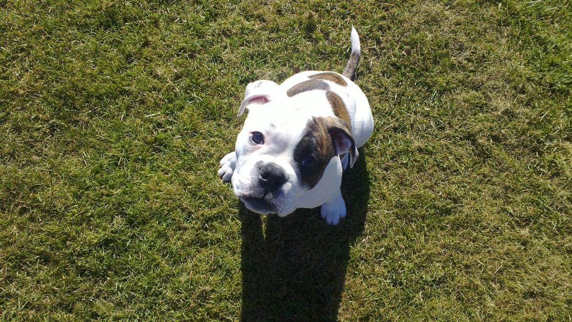 Olde english bulldogge Bulder - 14 uger billede 1