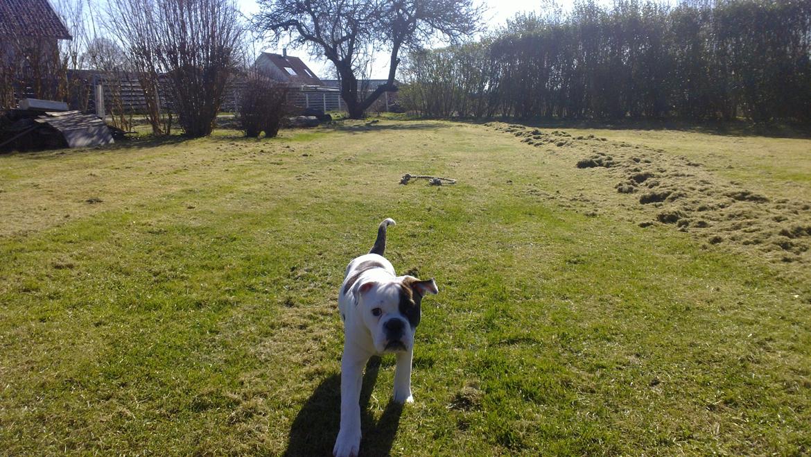 Olde english bulldogge Bulder - 14 uger billede 9