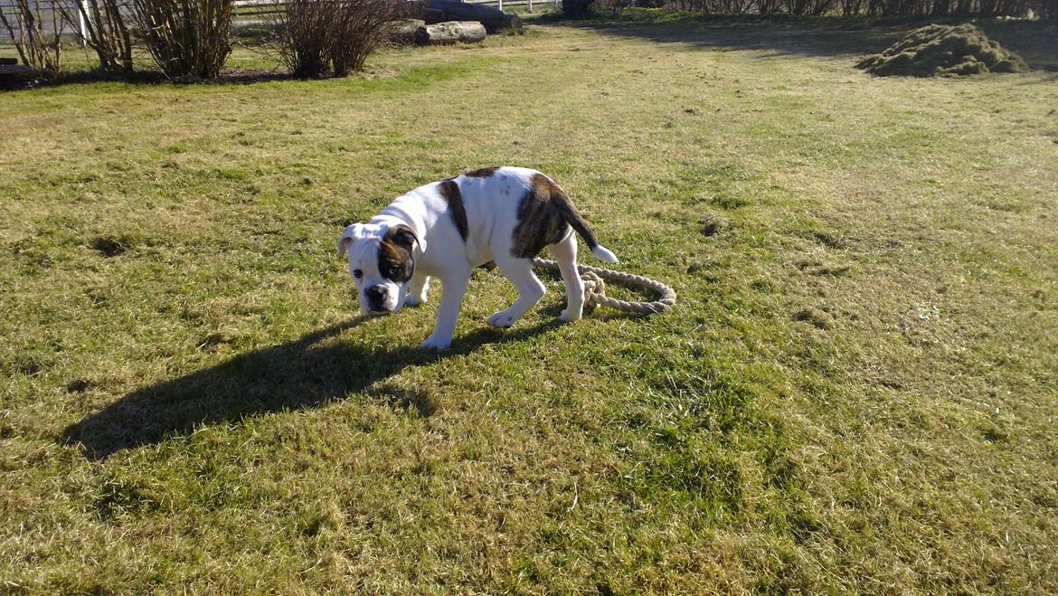 Olde english bulldogge Bulder - 14 uger billede 10