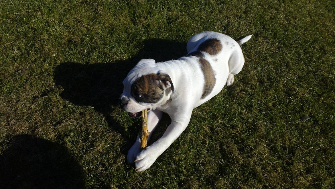 Olde english bulldogge Bulder - 14 uger billede 11