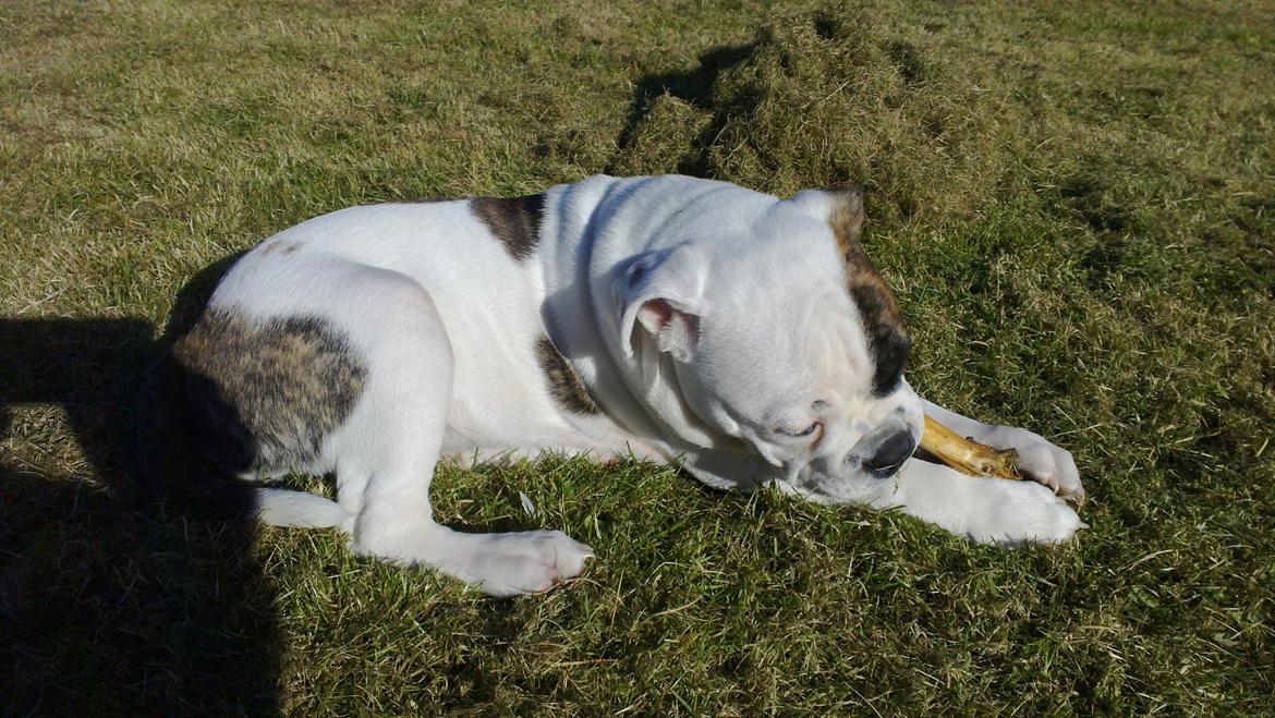 Olde english bulldogge Bulder - 14 uger billede 12