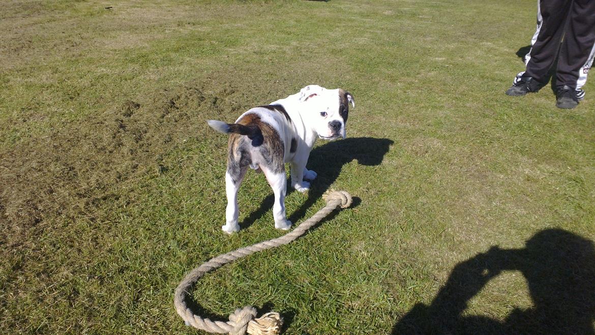 Olde english bulldogge Bulder - 14 uger billede 8
