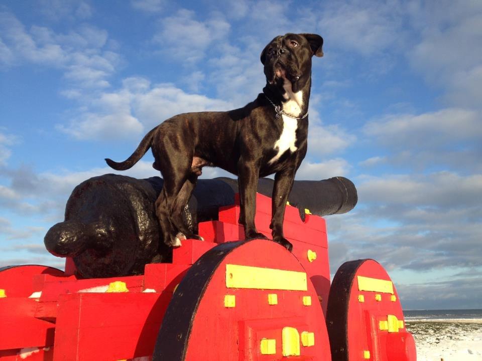 Cane corso - Hannibal billede 1
