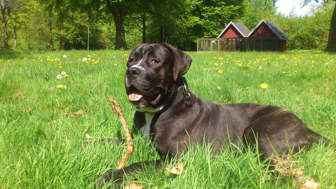 Cane corso - Hannibal billede 2