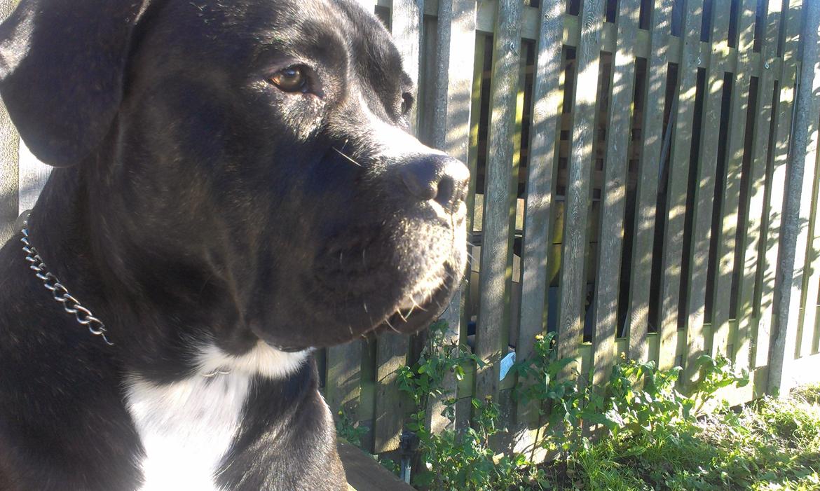 Cane corso - Hannibal billede 3