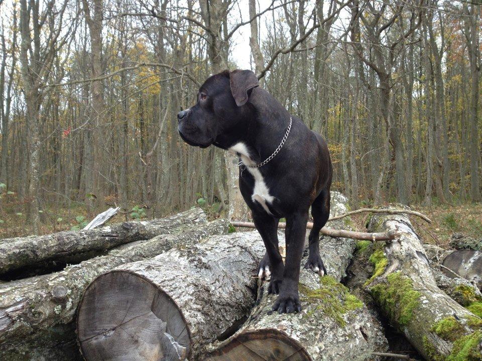 Cane corso - Hannibal billede 4
