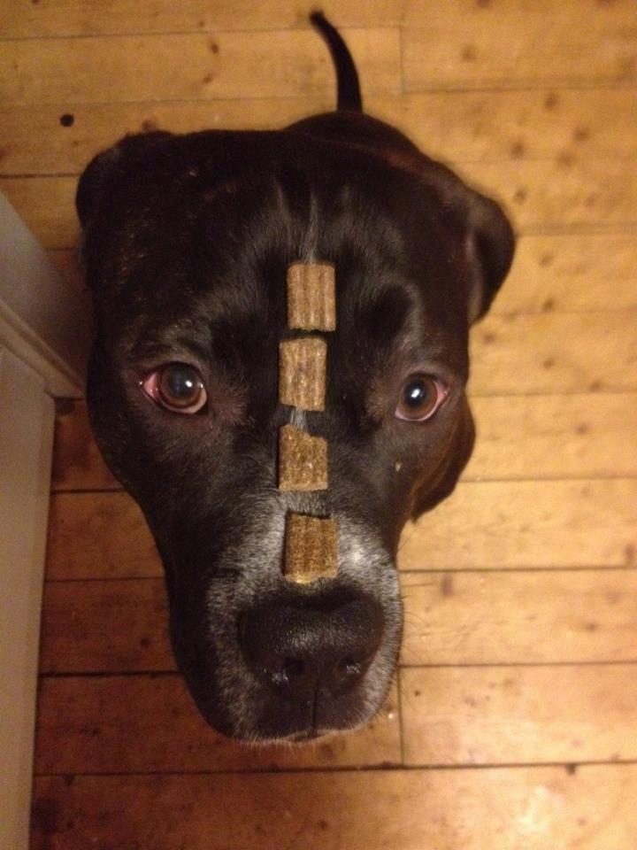 Cane corso - Hannibal billede 5