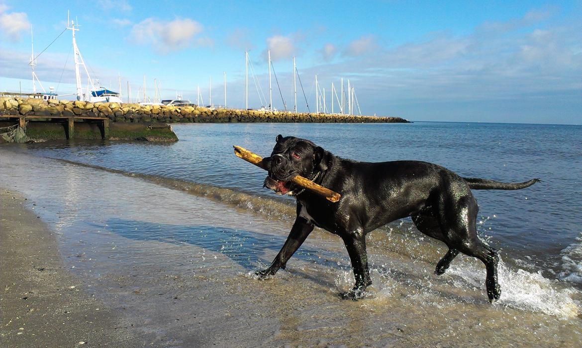 Cane corso - Hannibal billede 6