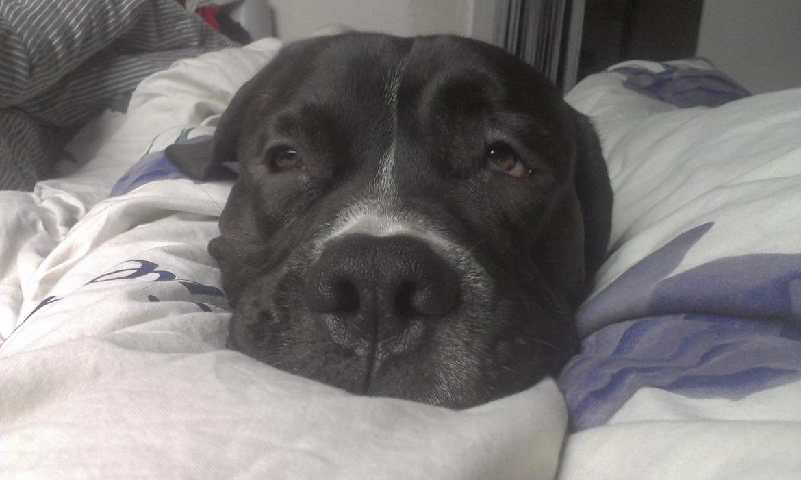 Cane corso - Hannibal billede 7