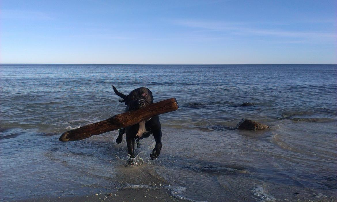 Cane corso - Hannibal billede 8