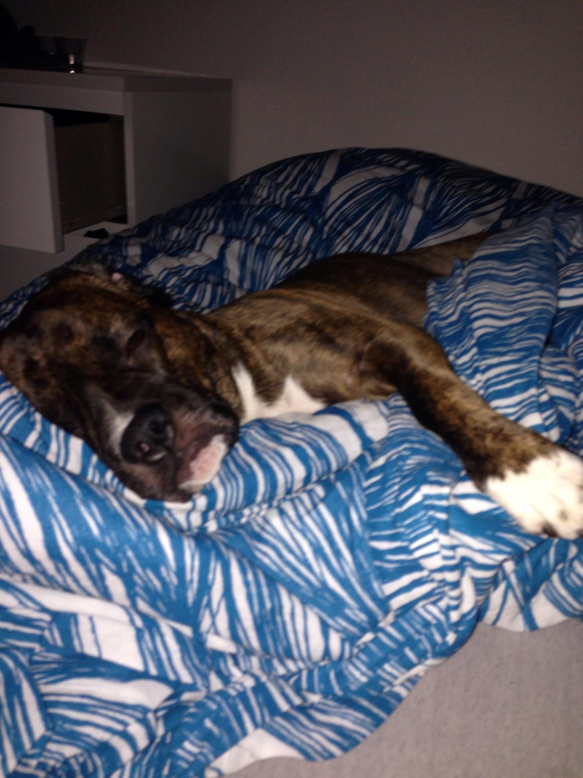 Blanding af racer Alpha (Frengle, beagle-fransk bulldog blanding) billede 13