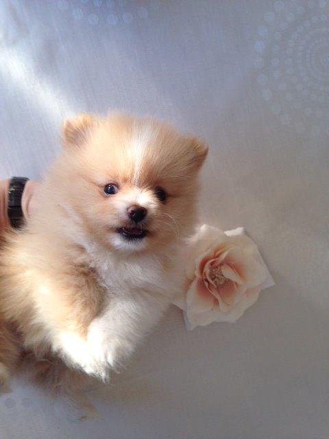 Pomeranian Cleo - Cleo 42 dage gammel billede 8