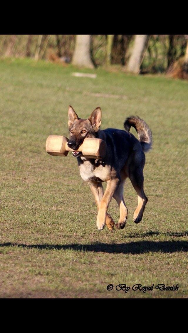 Schæferhund Hedegård's Quarla. billede 11