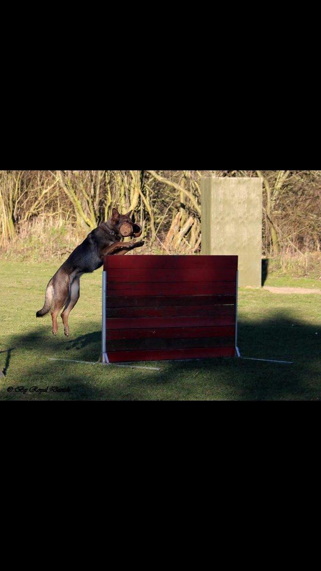 Schæferhund Hedegård's Quarla. billede 12