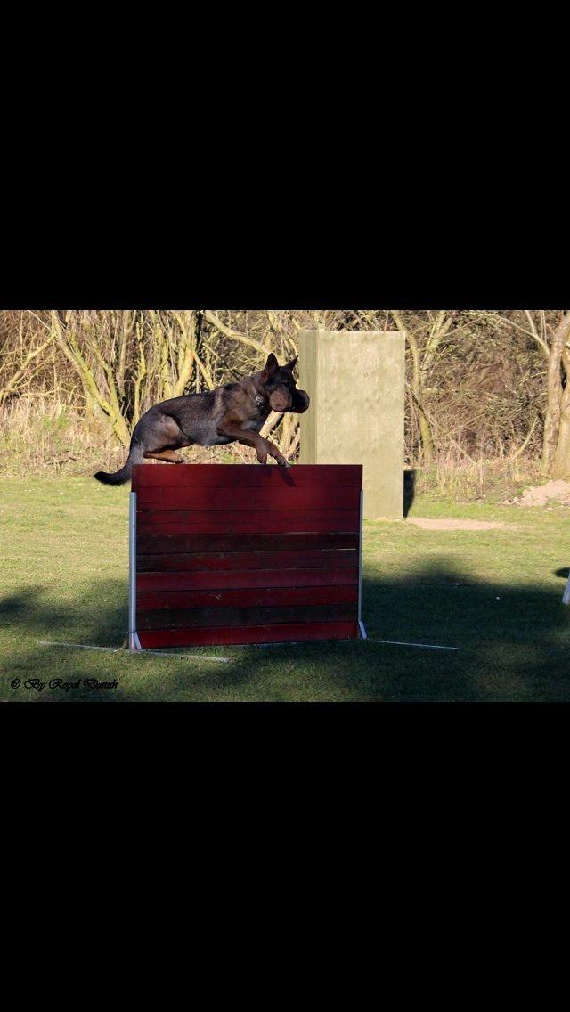 Schæferhund Hedegård's Quarla. billede 13