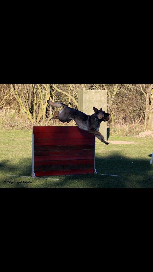 Schæferhund Hedegård's Quarla. billede 14