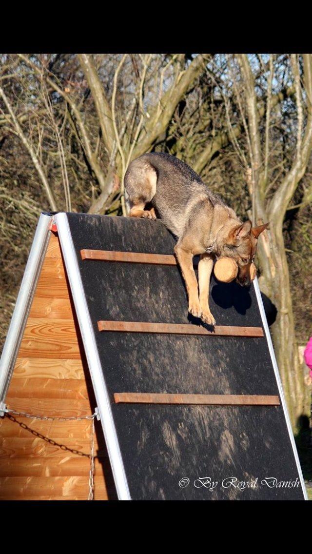 Schæferhund Hedegård's Quarla. billede 15